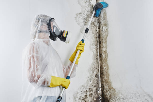 Best Mold Remediation Experts  in Walhalla, SC