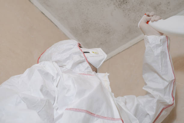 Best Mold Remediation  in Walhalla, SC