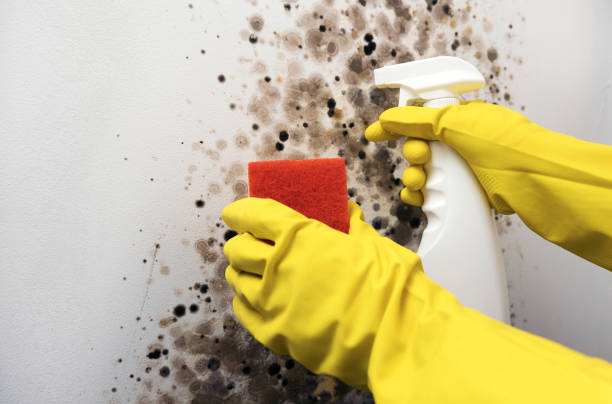 Best Home Mold Removal  in Walhalla, SC