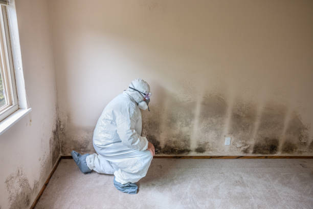 Best Toxic Mold Removal  in Walhalla, SC
