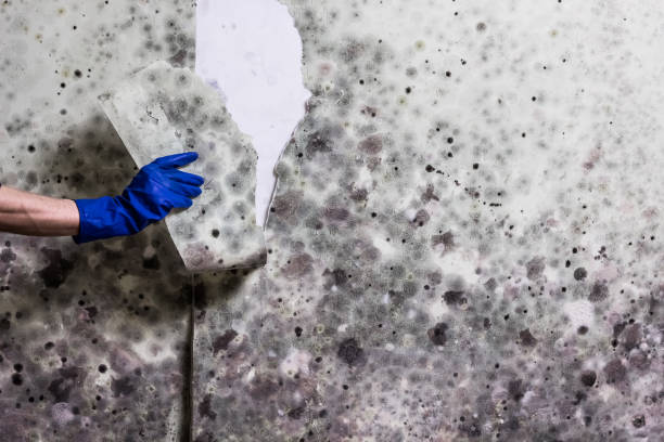 Certified Mold Removal in Walhalla, SC