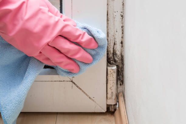 Best Professional Mold Removal  in Walhalla, SC