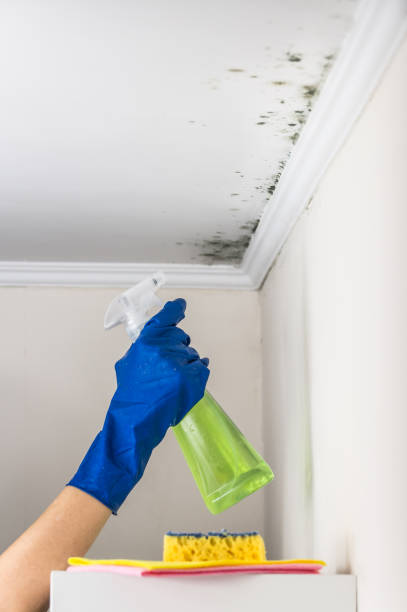 Best Mold Removal Specialists  in Walhalla, SC